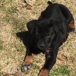 Meet your Posher, Betsy